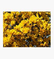 Broom, Broom, Broom Photographic Print