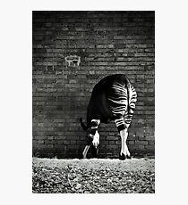 Okapi Photographic Print