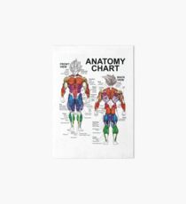 Exercise Muscle Guide - Anatomy Chart - Super SS Art Board