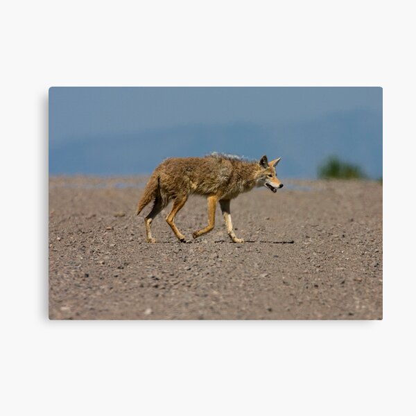 Lonesome Coyote Canvas Print
