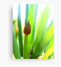 Bunching Onion Metal Print