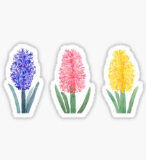 colorful hyacinth Sticker