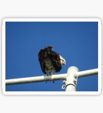 Osprey - Cottesloe - predator with attitude Sticker