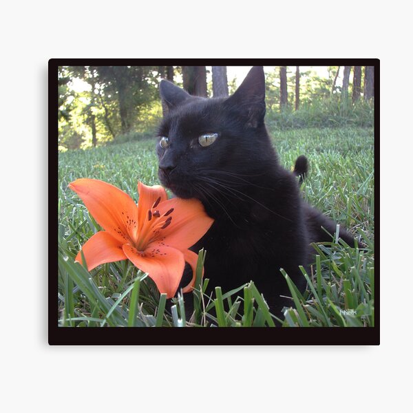 What up, tiger-lily-pussy-cat Canvas Print