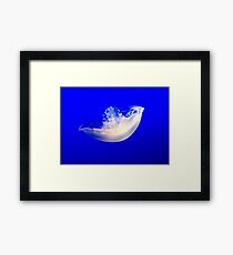 Jelly fish in blue Framed Print