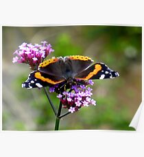feeding red admiral Poster