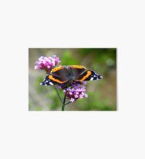 feeding red admiral Art Board
