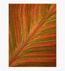 Natural Abstracts - Leaf Pattern Photographic Print