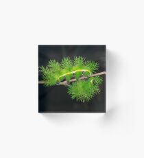 Forest of Venomous Green Spines Acrylic Block