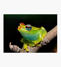 Fireworks Frog Photographic Print