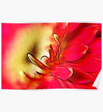 Gerbera in red.... Poster