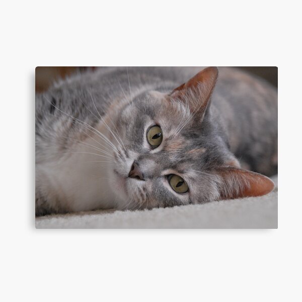 Delta Canvas Print