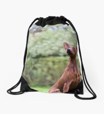 Outdoor portrait of a red miniature pinscher dog sitting on grass Drawstring Bag