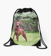Outdoor portrait of a red miniature pinscher dog Drawstring Bag
