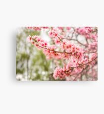 Wonderful Pink Cherry Blossoms at Floriade Metal Print