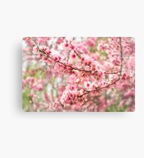 Wonderfully delicate pink cherry blossoms at Canberra's Floriade Metal Print