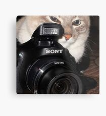 Camera Cat Metal Print