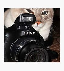 Camera Cat Photographic Print