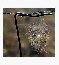 Web. Photographic Print
