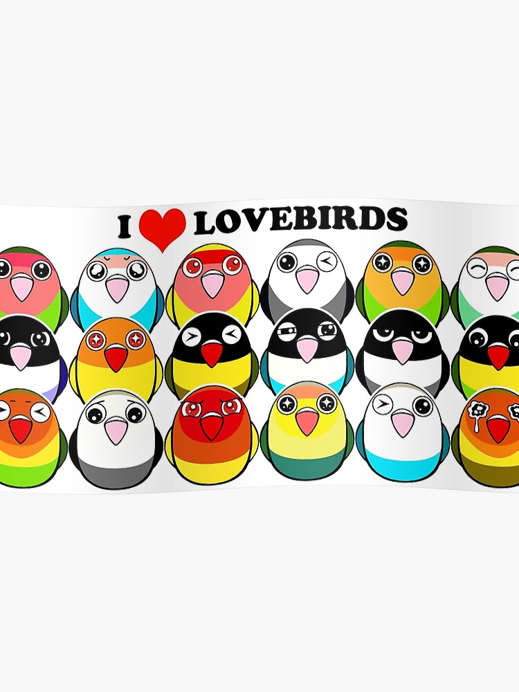 Lovebird Color Mutations Chart