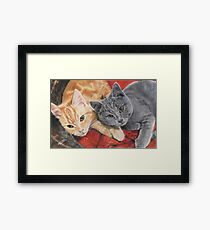 Cuddling kittens, cats Framed Print
