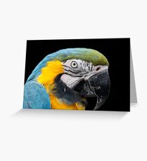 Hyacynth macaw Greeting Card