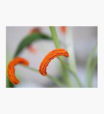 Stamens Photographic Print