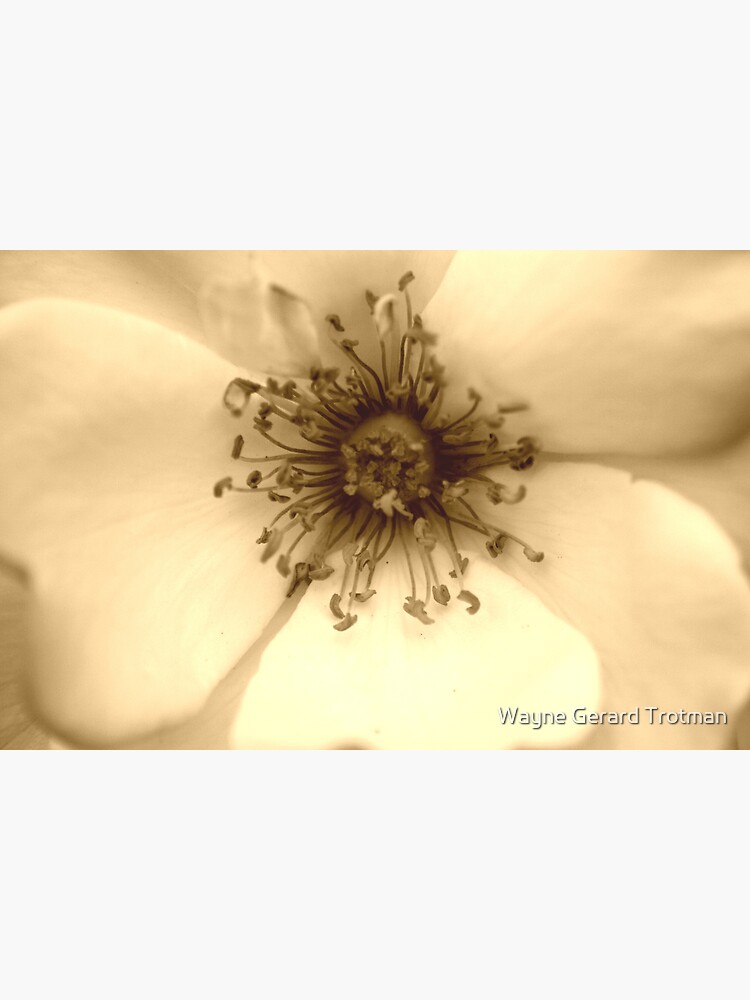 Heart of the White Rose in Sepia by redmoondragon