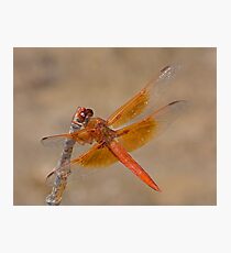 Libellula saturata (Flame Skimmer) Fotodruck