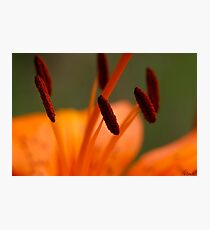 Lily Photographic Print