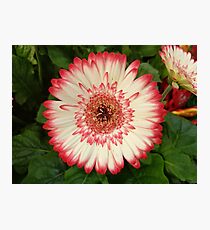 Red and white gerbera flower Photographic Print