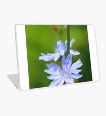 Blue flowers of Cichorium blooming in summer closeup Laptop Skin