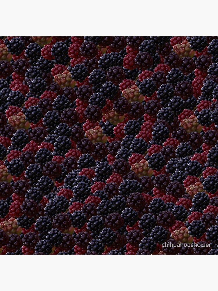 Blackberries by chihuahuashower