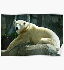 polar bear Poster