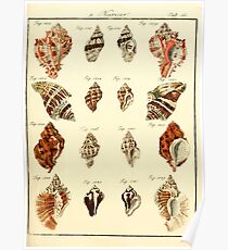 Neues systematisches Conchylien-Cabinet - 026 - Murices Poster
