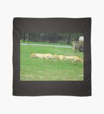 Let sleeping cats lie Scarf