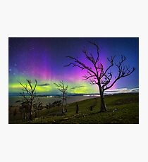 Aurora Treescape Photographic Print