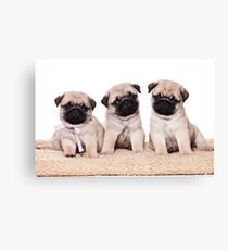 Three pug puppy Canvas Print