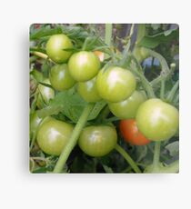 Cherry Tomatoes on the Vine Metal Print