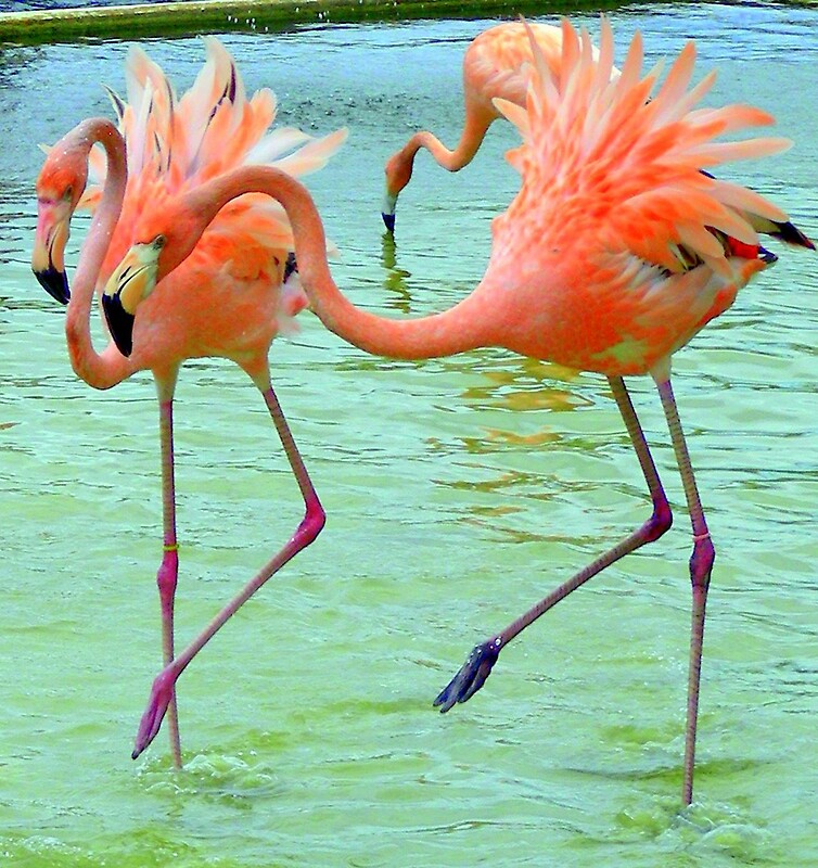 "Funky Flamingo Dance ..." By Danceintherain | Redbubble