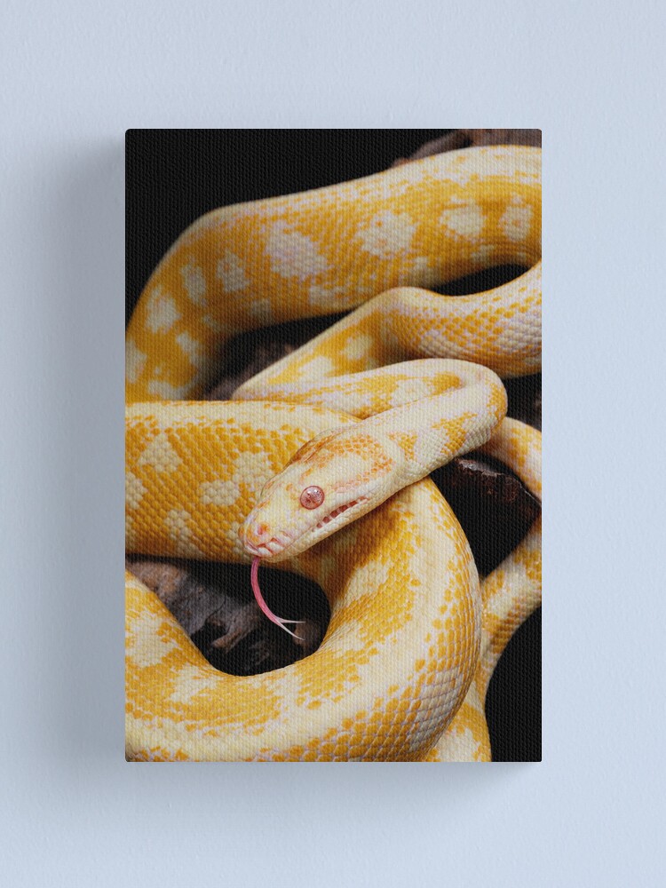 Alternate view of Albino Northern Territory Carpet Python (Morelia spilota variegata) Canvas Print
