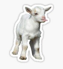 baby goat Sticker