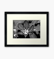 Lupin Diamond Framed Print