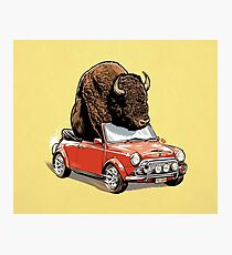 Lámina fotográfica Bison en un Mini 2015
