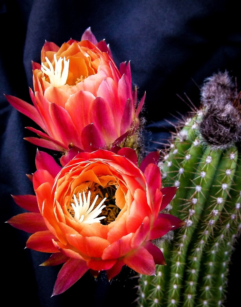 Buds Of The Trichocereus Embers By Linda Sparks Redbubble buds-of-the-trichocereus-embers-by-linda-sparks-redbubble