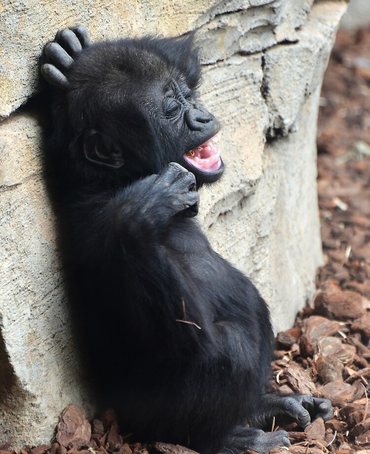 Funny Baby Gorilla Ipad Case Skin By Dusicap Redbubble