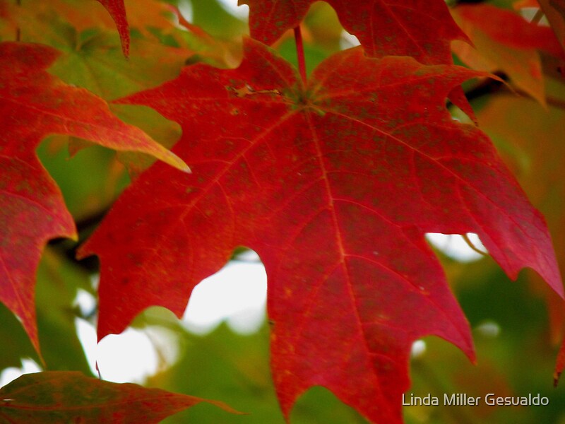 "Red Maple Leaf" by Linda Miller Gesualdo | Redbubble