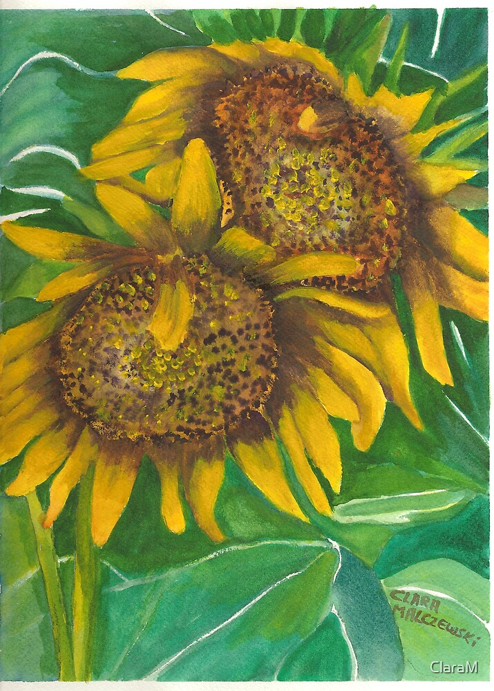 "Drooping Sunflowers" by ClaraM Redbubble