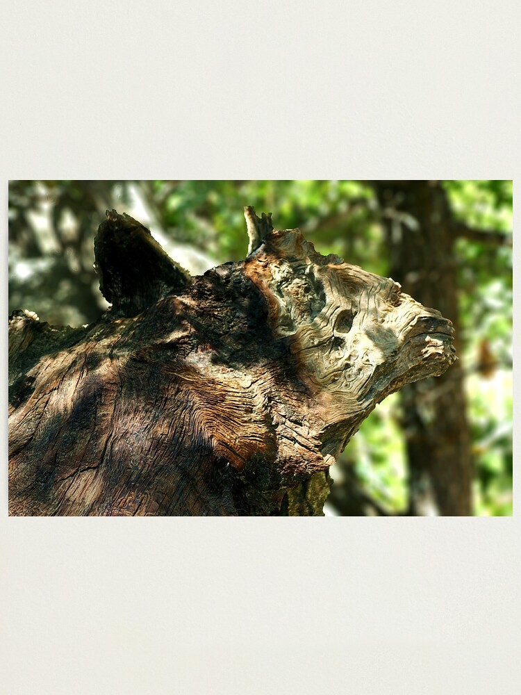 Alternate view of Nature's Art - Idyllwild Photographic Print