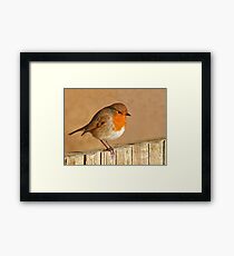 English Robin Framed Print
